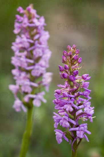 Fragrant orchids