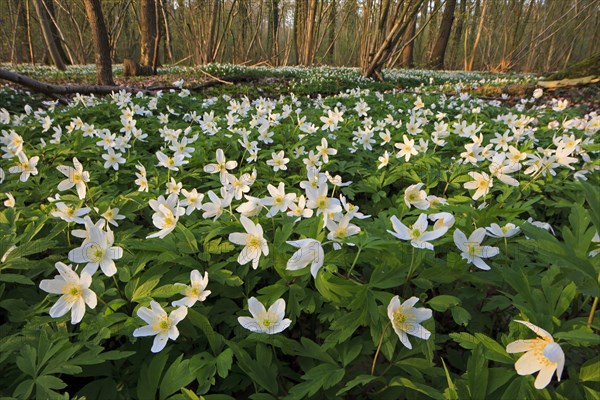 Wood anemones