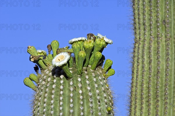 Saguaro