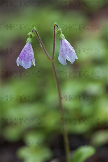 Twinflower twin flower