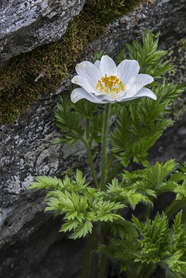 Alpine pasqueflower