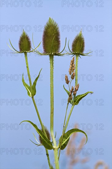 Fuller's teasel