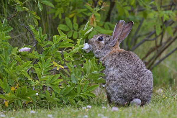 European rabbit