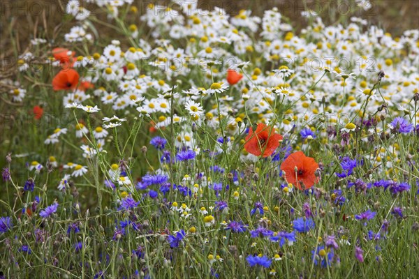 Colourful wildflowers showing poppies