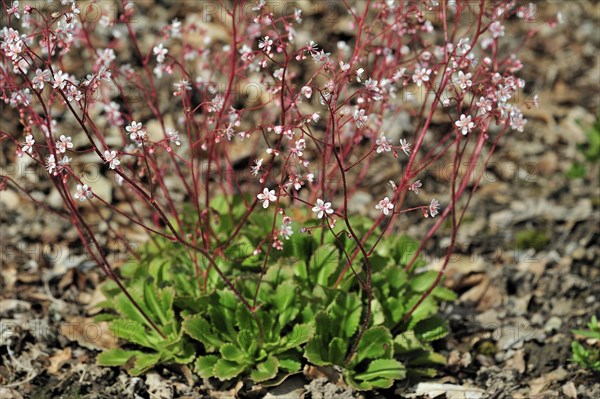 Toothed saxifrage