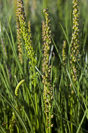 Sea arrowgrass