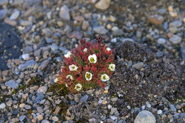 Tufted alpine saxifrage