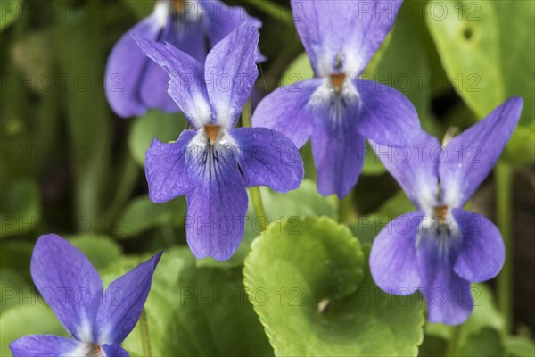 Early dog-violet