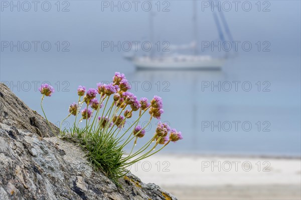 Sea thrift