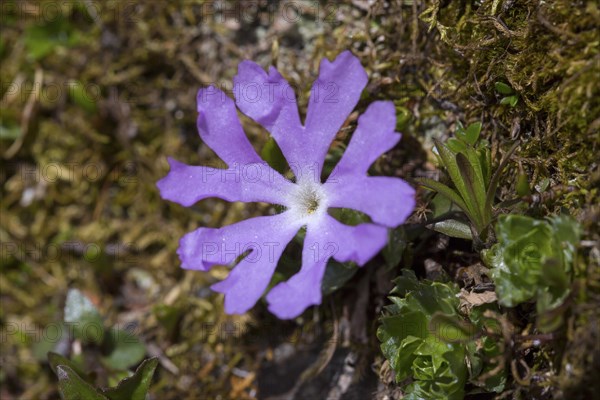 Dwarf primrose