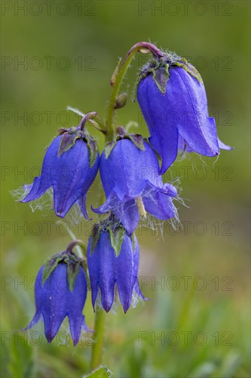 Bearded bellflower