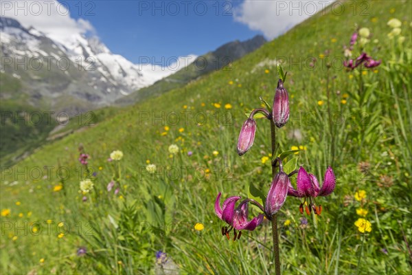 Martagon lily