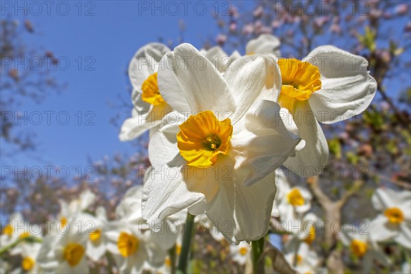 (Narcissus) Geranium flowers blooming in flower garden in spring and showing white tepals and yellow corona, paraperigonium