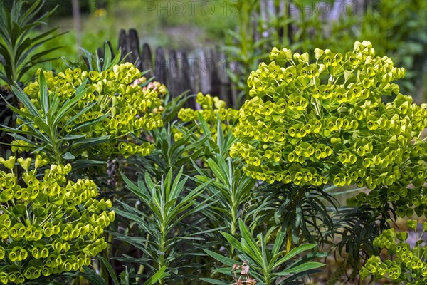 Mediterranean spurge