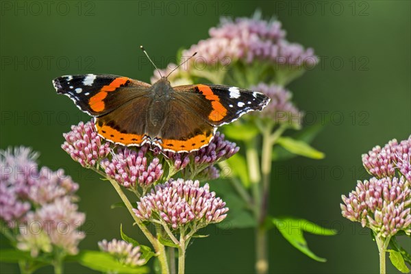 Red admiral