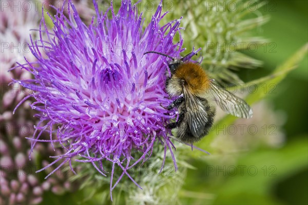 Common carder bee