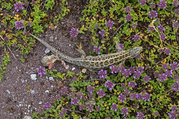 Sand lizard