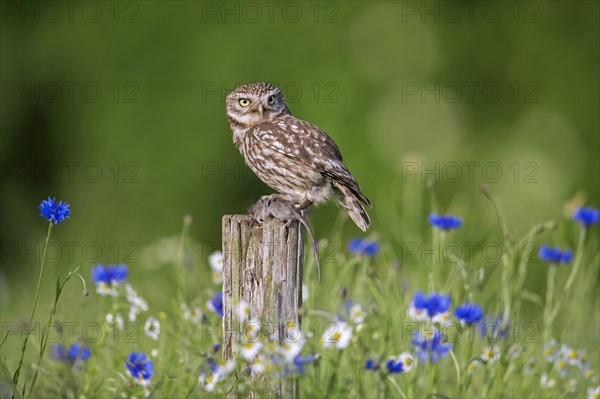 Ringed little owl