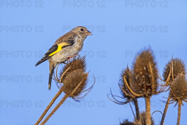 European goldfinch