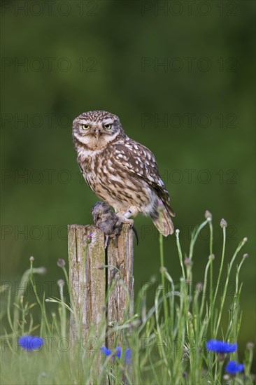 Ringed little owl