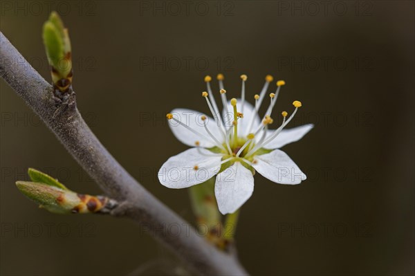 Blackthorn