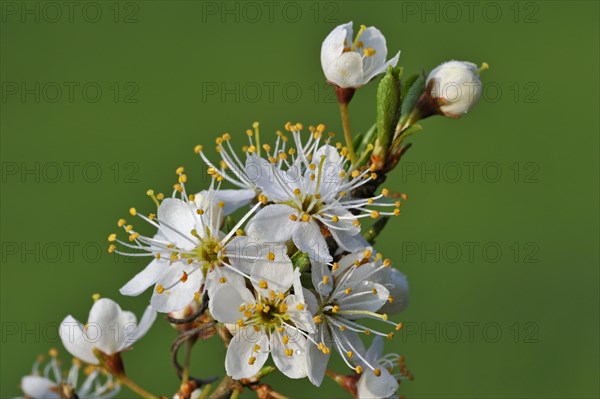 Close up of Sloe bush