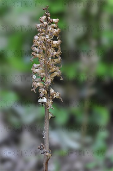 Bird's nest orchid