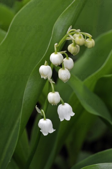 Lily of the Valley