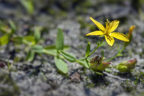 Trailing St John's wort