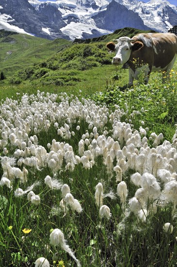 Common cottongrass