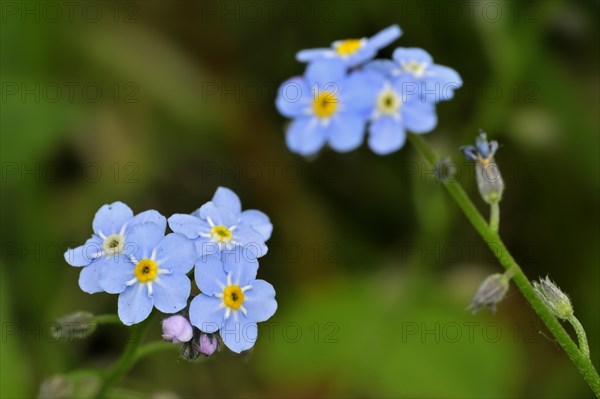 Water Forget-me-not