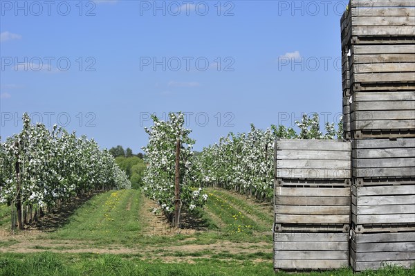 Wooden crates stacked in half-standard apple tree