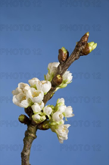 Flowering stage of wild cherry