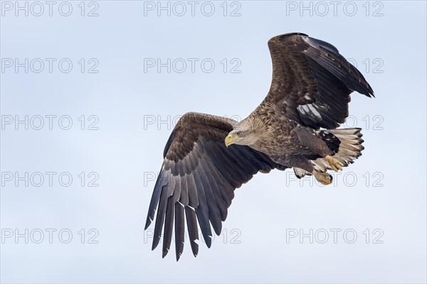 White-tailed eagle