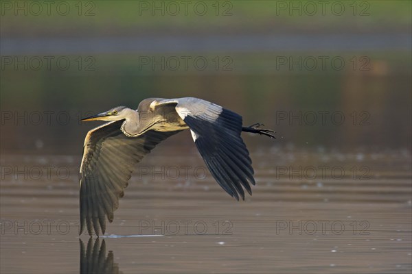 Grey heron