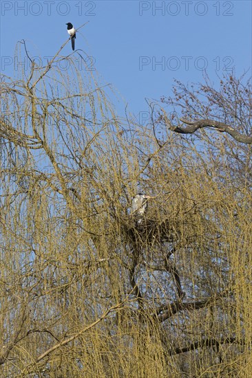 Eurasian magpie