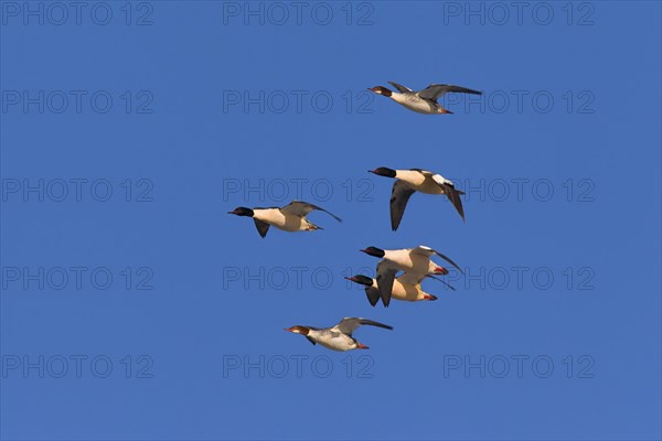 Goosander