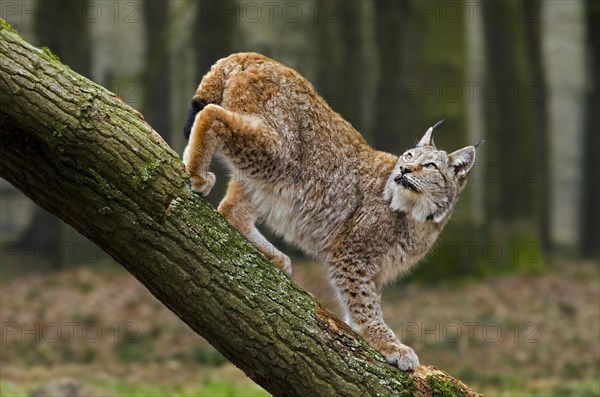 Eurasian lynx