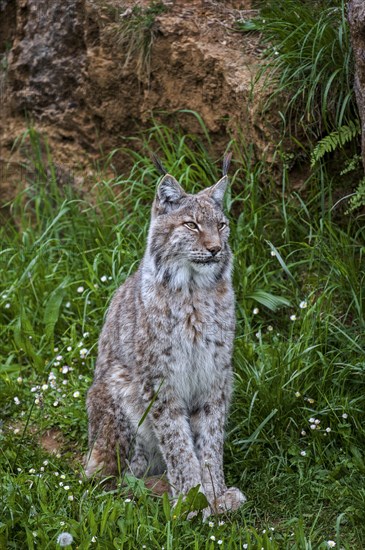 Eurasian lynx