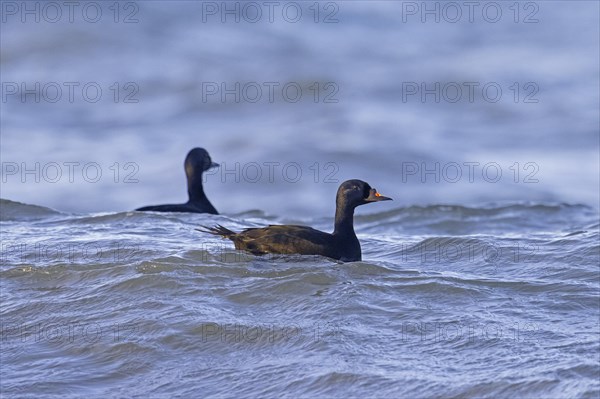 Two common scoter