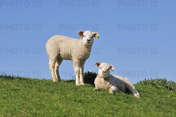 Two white domestic Texel sheep