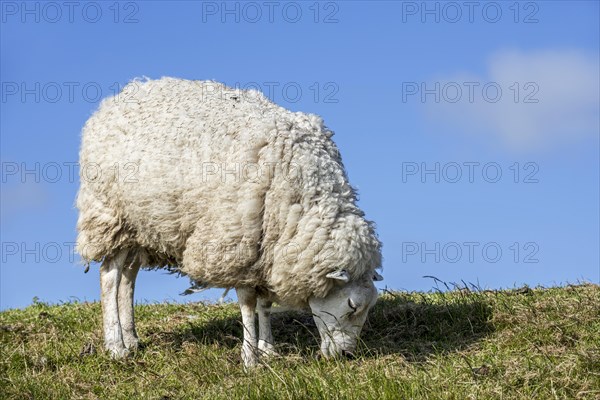 Texel sheep