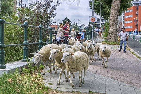 Shepherd herding flock of sheep in summer along street to graze grass from steep canal banks in the city Ghent