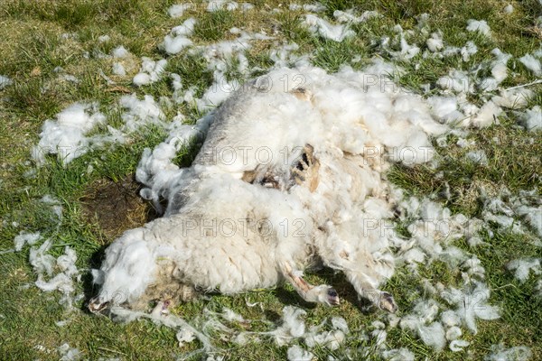 Dead sheep lying in moorland