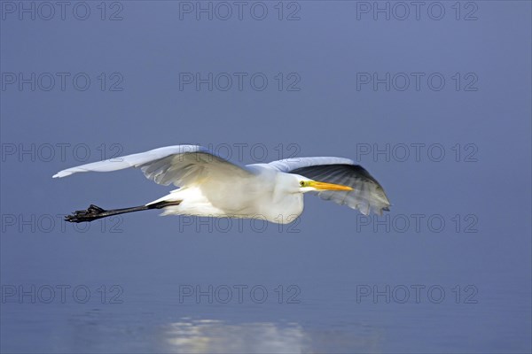 Great white egret