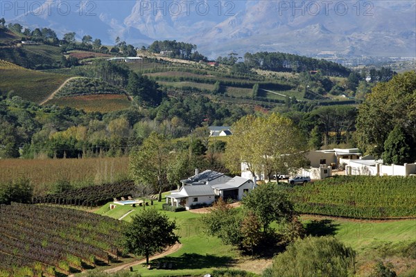 Vineyard on the outskirts of Stellenbosch