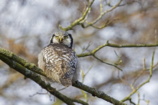 Northern hawk-owl