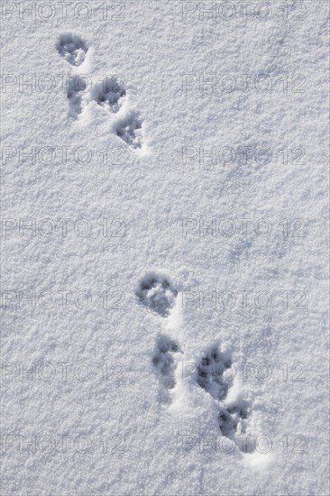 European river otter