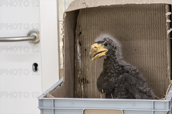 One month old Steller's sea eagle