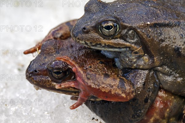 European common brown frogs